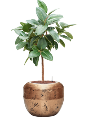 Ficus elastica 'Robusta' en Baq Opus Raw