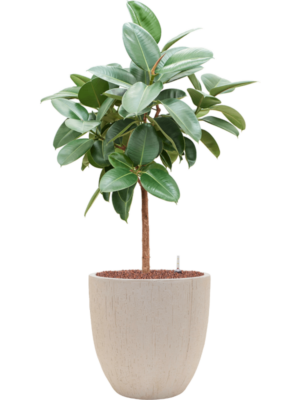 Ficus elastica 'Robusta' en Baq Raindrop