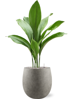 Aspidistra elatior en Grigio