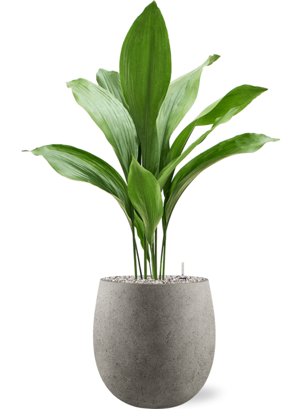 Aspidistra elatior en Grigio, Luca Lifestyle