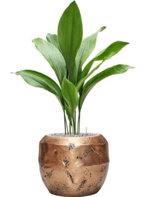 Aspidistra elatior en Baq Opus Raw