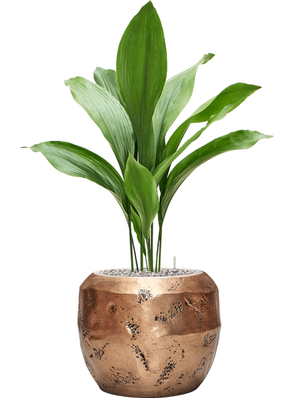 Aspidistra elatior en Baq Opus Raw