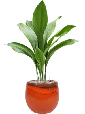 Aspidistra elatior en Charlotte