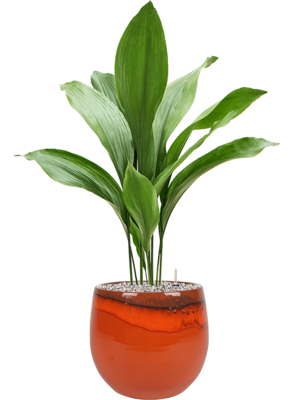 Aspidistra elatior en Charlotte, Ter Steege