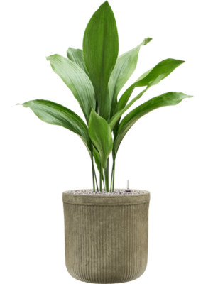 Aspidistra elatior en Baq Vertical Rib