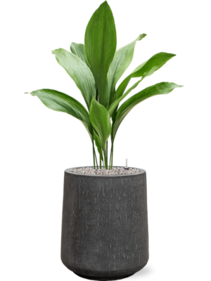 Aspidistra elatior en Baq Raindrop