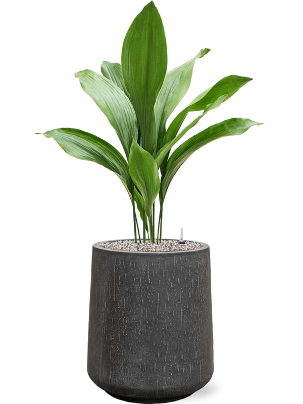 Aspidistra elatior en Baq Raindrop