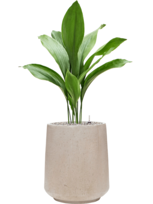 Aspidistra elatior en Baq Raindrop