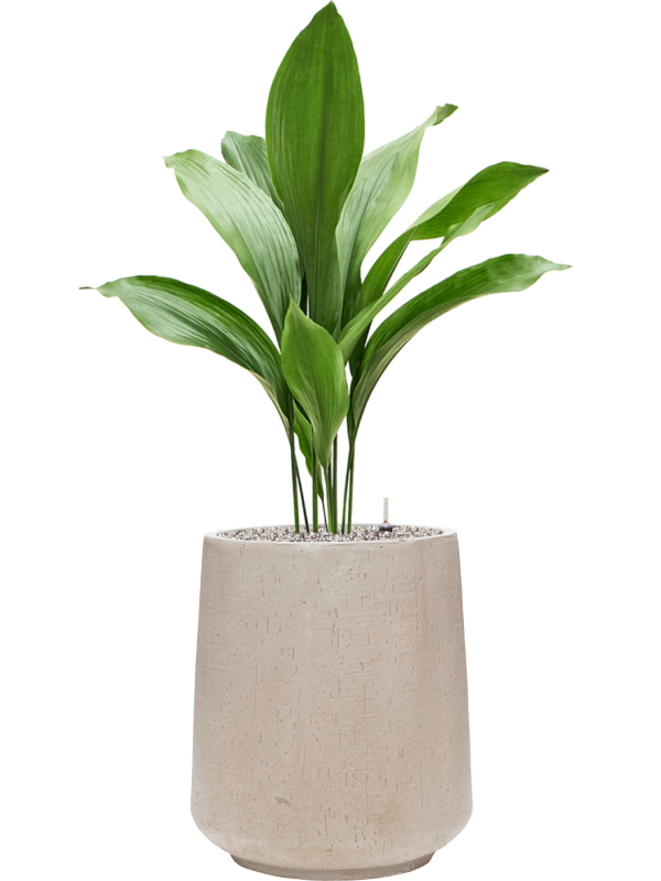 Aspidistra elatior en Baq Raindrop