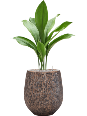 Aspidistra elatior en Baq Opus Hit