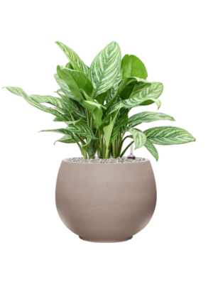 Aglaonema 'Stripes' en Rotunda Urban