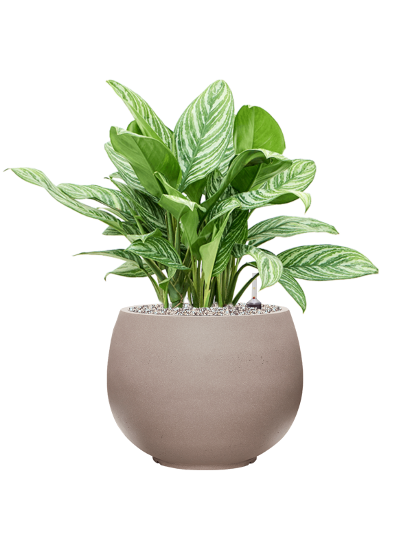 Aglaonema 'Stripes' en Rotunda Urban, Tau