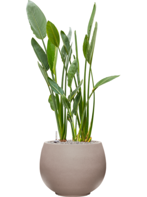 Strelitzia reginae en Rotunda Urban