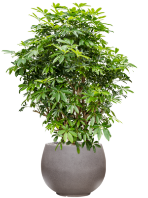 Schefflera arboricola 'Compacta' en Rotunda Urban