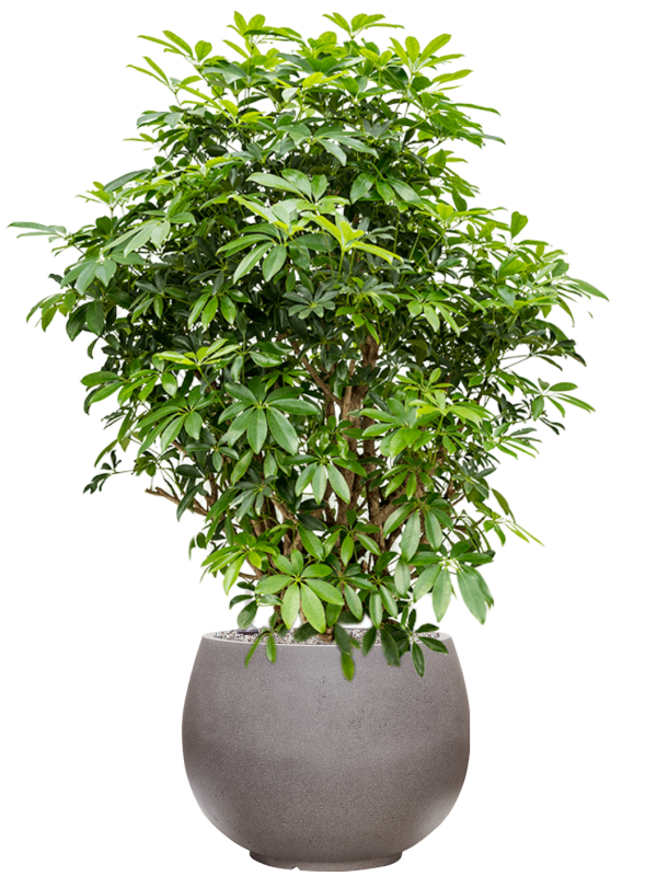 Schefflera arboricola 'Compacta' en Rotunda Urban, Tau