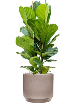 Ficus lyrata en Rotunda Urban