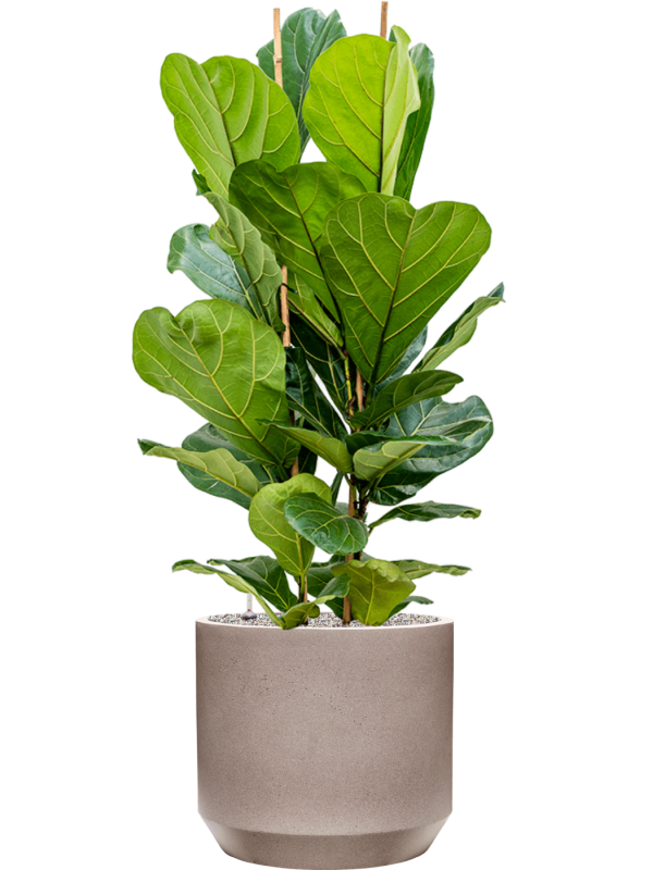 Ficus lyrata en Rotunda Urban, Tau
