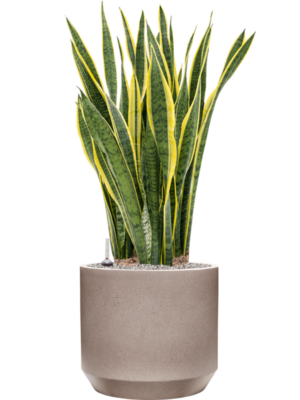 Sansevieria trifasciata 'Laurentii' en Rotunda Urban