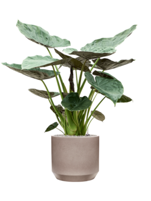 Alocasia Wentii en Rotunda Urban