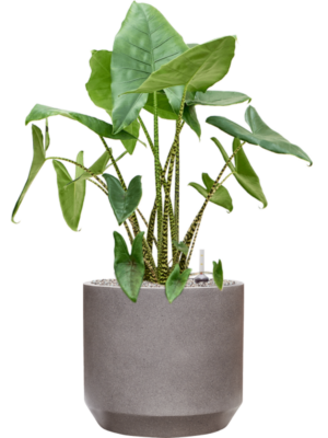 Alocasia zebrina en Rotunda Urban