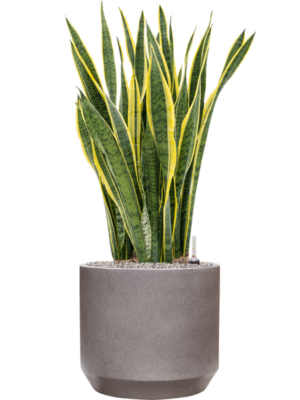 Sansevieria trifasciata 'Laurentii' en Rotunda Urban