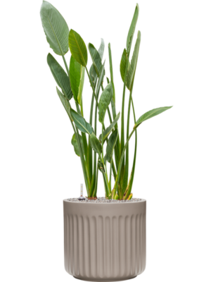 Strelitzia reginae en Doric Natural