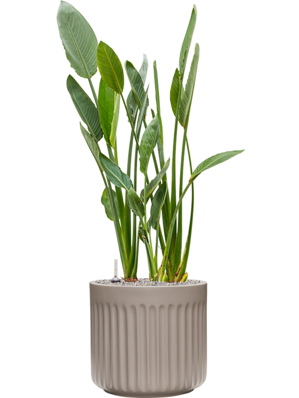 Strelitzia reginae en Doric Natural, Tau