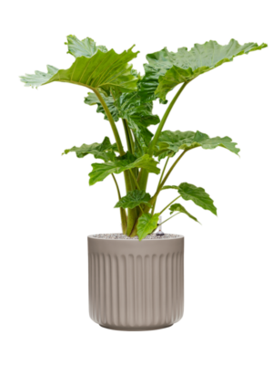 Alocasia 'Portodora' en Doric Natural