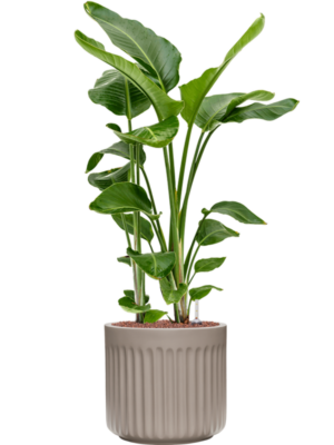 Strelitzia nicolai en Doric Natural