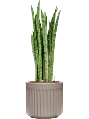 Sansevieria zeylanica 'Narrow' en Doric Natural