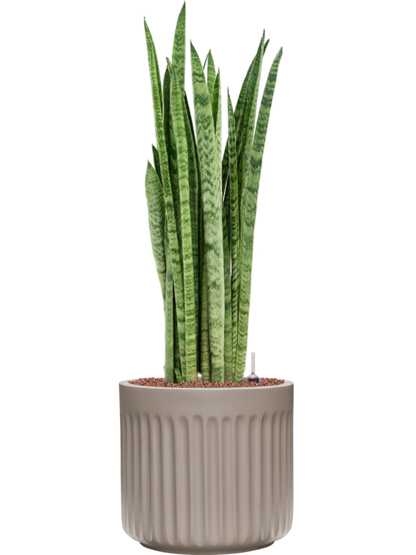 Sansevieria zeylanica 'Narrow' en Doric Natural, Tau