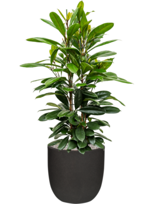 Ficus cyathistipula en Capi Urban Smooth NL