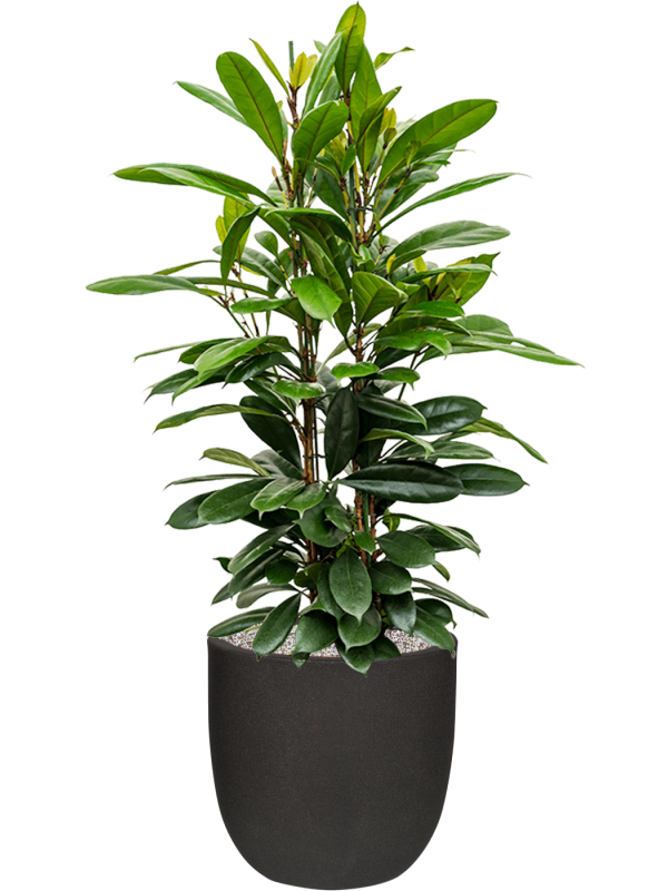 Ficus cyathistipula en Capi Urban Smooth NL