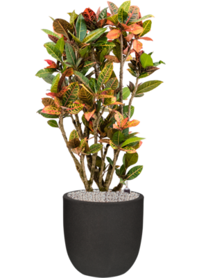 Croton variegatum 'Petra' en Capi Urban Smooth NL