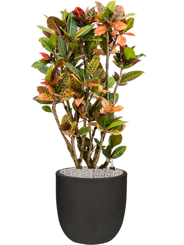Croton variegatum 'Petra' en Capi Urban Smooth NL