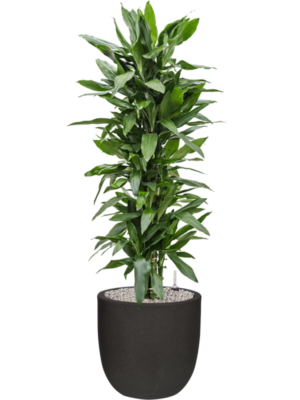 Dracaena fragrans 'Janet Lind' en Capi Urban Smooth NL