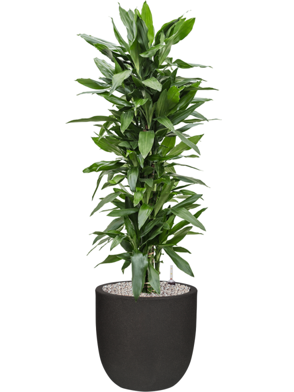 Dracaena fragrans 'Janet Lind' en Capi Urban Smooth NL