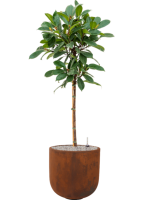 Ficus cyathistipula en Static (GRC)