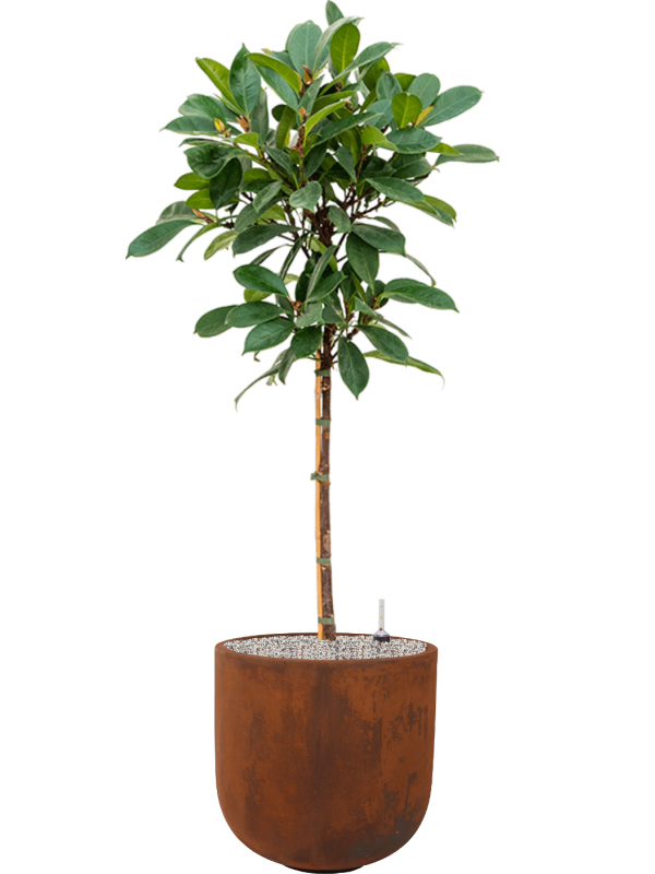 Ficus cyathistipula en Static (GRC), Ter Steege