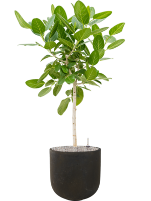 Ficus benghalensis 'Audrey' en Static (GRC)