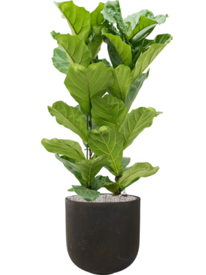 Ficus lyrata en Static (GRC)