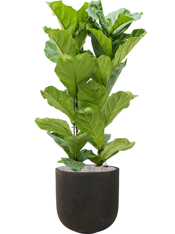 Ficus lyrata en Static (GRC), Ter Steege