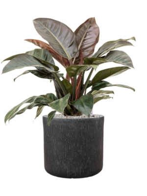 Philodendron `Imperial Red' en Baq Raindrop