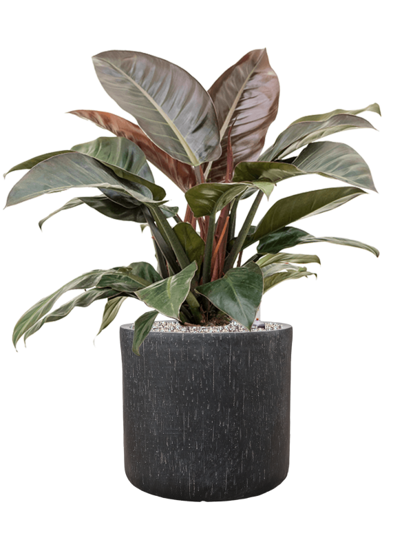 Philodendron `Imperial Red' en Baq Raindrop