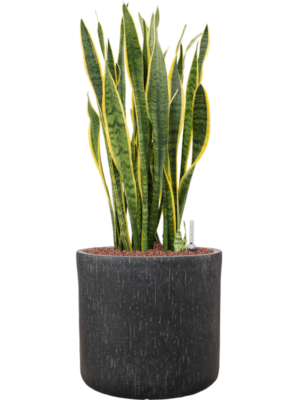 Sansevieria trifasciata 'Laurentii' en Baq Raindrop