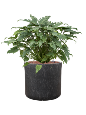 Philodendron 'Xanadu' en Baq Raindrop