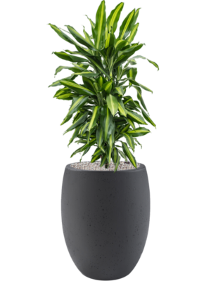 Dracaena fragrans 'Cintho' en Grigio