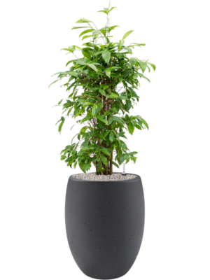 Dracaena surculosa (90-120) en Grigio
