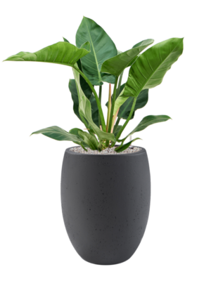 Philodendron 'Imperial Green' en Grigio