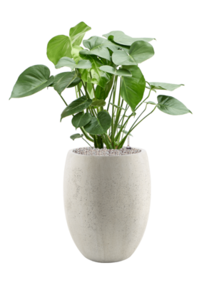Monstera deliciosa en Grigio